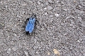 BLUE WASP